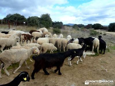 Puentes Medievales Río Manzanares; viajes organizados a asturias valdemaqueda rutas senderismo sier